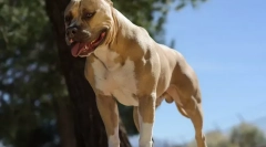 Найсильніші породи собак у світі